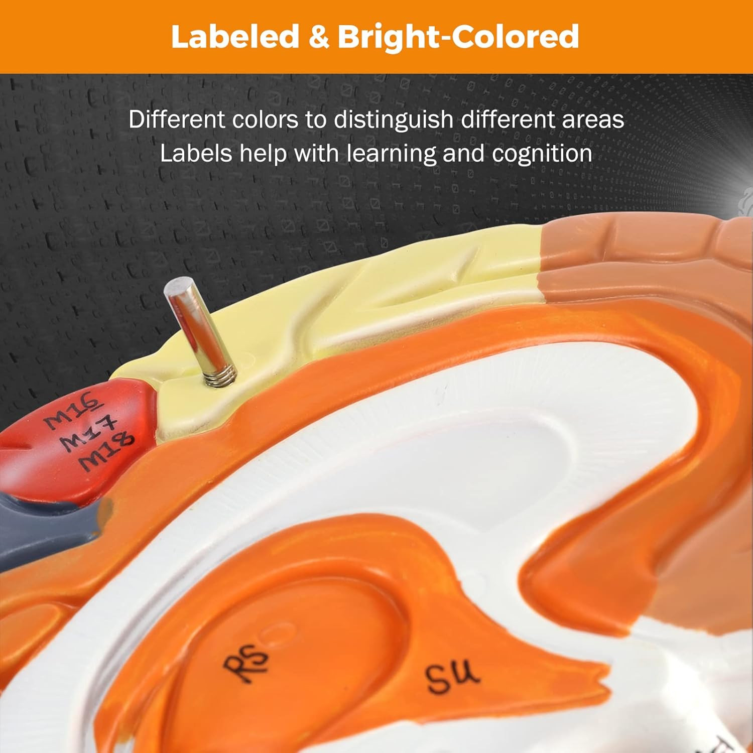 Human Brain Model 2 Times Life Size for Neuroscience Teaching with Labels Anatom
