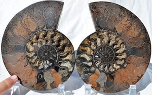 Large Black Ammonite Pair Crystals 110myo Dino age Fossil XXL 171mm 6.7" 9540ee