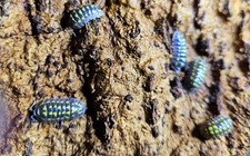 10 Armadillidium gestrois isopods - Bioactive Cleanup