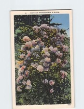 Postcard Mountain Rhododendron in Bloom