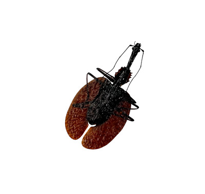 Geigenkäfer (Mormolyce castelnaudi) Entomologie Exemplar