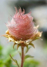 200+ GEUM PRAIRE SMOKE / CHERRY DROP / DEER RESISTANT PERENNIAL FLOWER SEEDS