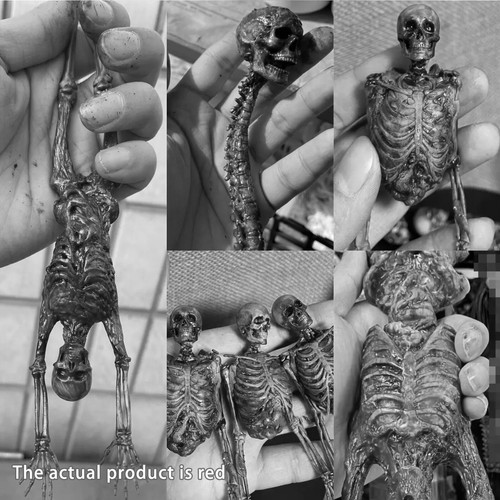 1/6 Scale Human Skeleton Half-body Flesh Blood Skeleton Model Accessorysj - Picture 6 of 19