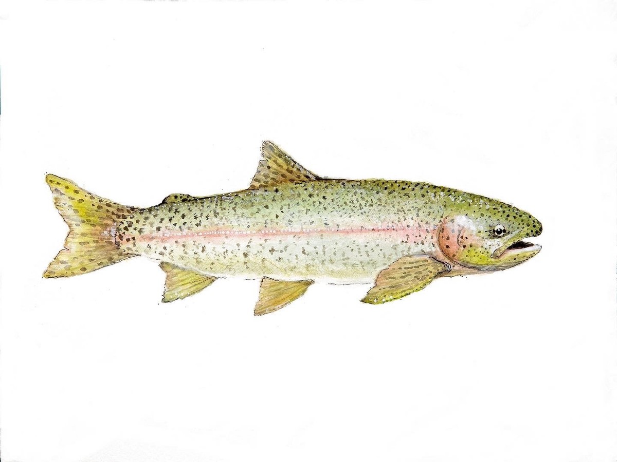 Rainbow Trout Watercolor Fine Art Print, Fly Fishing 8x10 | eBay