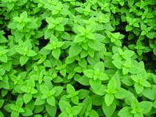 BASIL Greek Minette 300 seeds Herb Collection