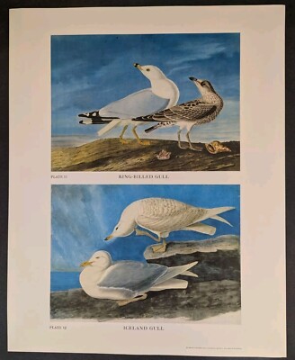 Ring-Billed Iceland Gull Plate 11+12 Ltd Ed Print 750 Audubon Folio NYHS