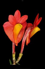 Orchid Species Dendrobium vannouhuysii  Rarest Of The Rare 