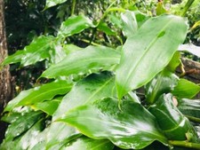 Insulin plants Leaves Dried Thebu Diabetic herb Sugar Plant Natural Organic