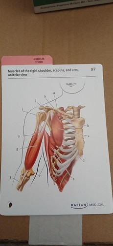 Kaplan Medical Anatomy FlashCards 4th Edition Fourth 310 full color cards - Picture 4 of 7