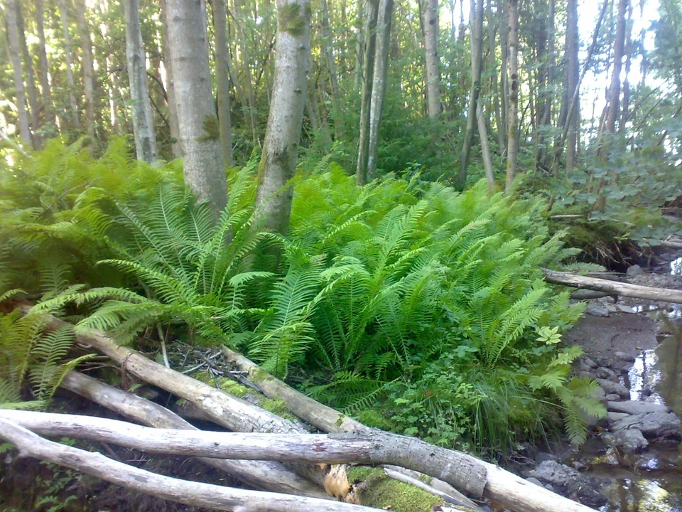 TN OSTRICH GLADE FERN 5 rizoma/raiz- (Matteuccia struthiopteris) - Imagem 4 de 4