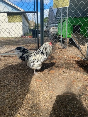 6+ F1 Olive Egger Hatching Eggs