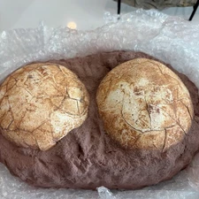 Real dinosaur eggs ! dinosaur eggs from the jurassic period.