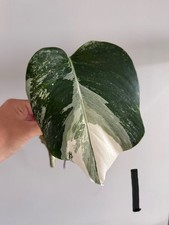Monstera Albo Variegata beautiful fresh cutting rare plant Ref 1