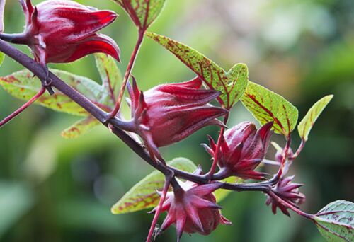 Semillas Roselle - Hibiscus sabdariffa - Acedera Jamaicana Roja Hierba de Arándano Florida - Imagen 3 de 8
