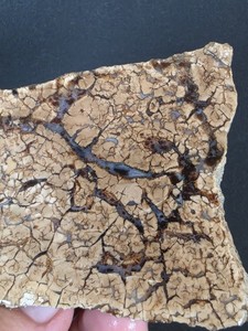 RARE Stepfoinite Jasper Slab (Wyoming)