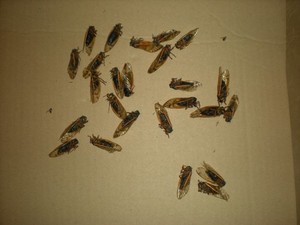 CICADA BROOD XIII 17 YEAR INSECT