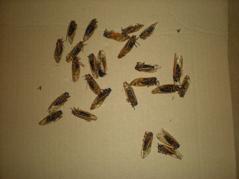 CICADA BROOD XIII 17 YEAR INSECT