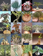 CAUDEX PLANTS MIX rare base plant exotic caudiciform succulents bonsai 100 seeds