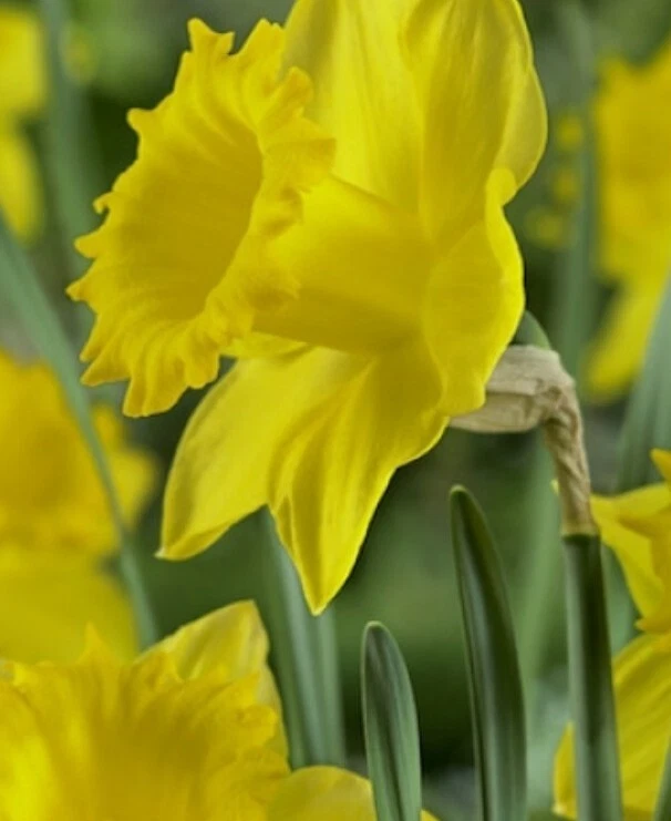 12 Dutch Master Daffodils Bulbs - Image 3 of 3