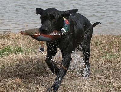 sporting dog supplies