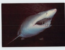 Postcard Sand Tiger Shark