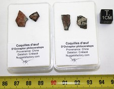 Coquilles d’œuf fossiles de dinosaure Oviraptor ( Chine ** )
