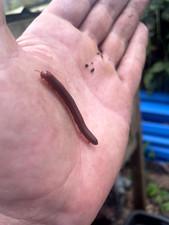 Live Scarlet Millipedes - Breeding Pair  M/F ...
