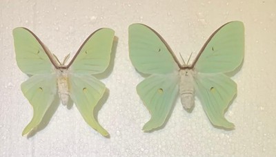 Actias dulcinea Paar ex pupae sehr schön! Rar