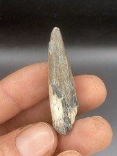 1.79'' / 4.5cm Quality Crocodile Fossil Tooth - Niger.