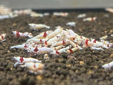 Lot de 10 Crevettes Cantonensis Pure Red Line Aquarium Poissons Plantes