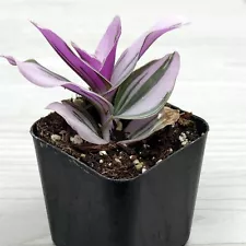 Succulent Live Plant - Tradescantia Nanouk : Pink Wandering Jew - In 2" Pot