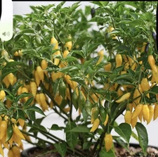 Popular!! 5 Aji Lemon 🍋 Drop Pepper Plants 🪴!! Ready To Ship!! Healthy!!
