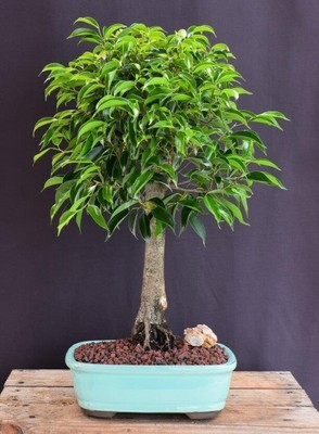 Bonsai Tree Ficus Philippinensis Bonsai Tree 22''H Indoor Ficus Philippenensis