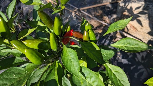 SEEDS- CALABRIAN Pepper Italian Calabrese Spicy Peperoncino piccante - Bild 3 von 6