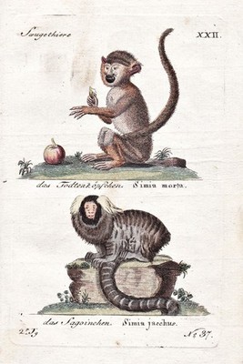 Totenkopfäffchen squirrel monkey Tiere animals engraving Kupferstich 1790