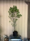 Huge 30”T Japanese Black Pine Tree Pre-Bonsai•Mottled•Fissured Bark•Landscape+🌲 — photo 4