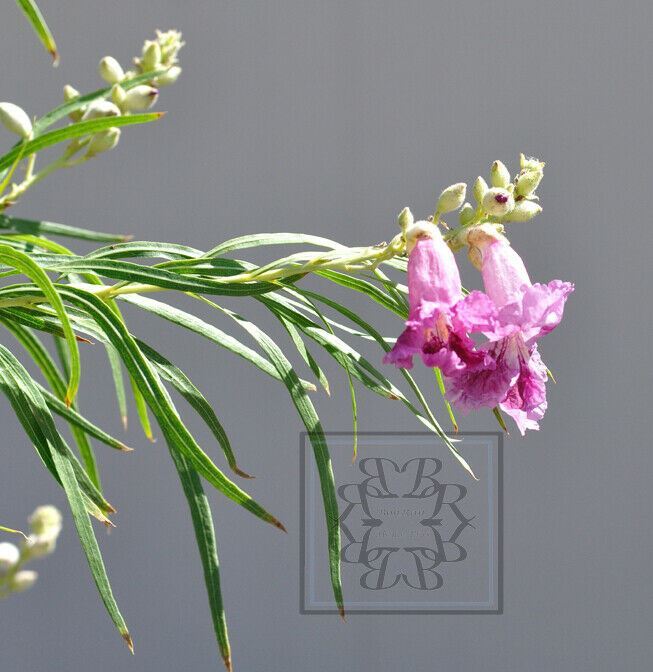 40+ Desert Willow Tree Seeds 2025 Harvest - Purple Orchid-Like Flowering Seeds