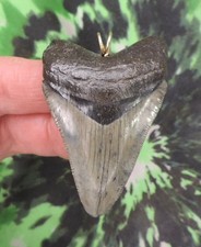 Ciondolo denti di squalo megalodonte MOLTO BELLO NO RESTAURI denti di squalo fossile