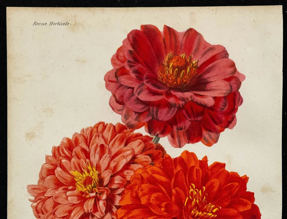 1864 - Zinnia à fleurs doubles - Gravure ancienne de fleur en couleurs - Photo 2/3