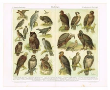 Ornithological Birds of Prey 1908 Owls Falcons Vulture Chromolithograph
