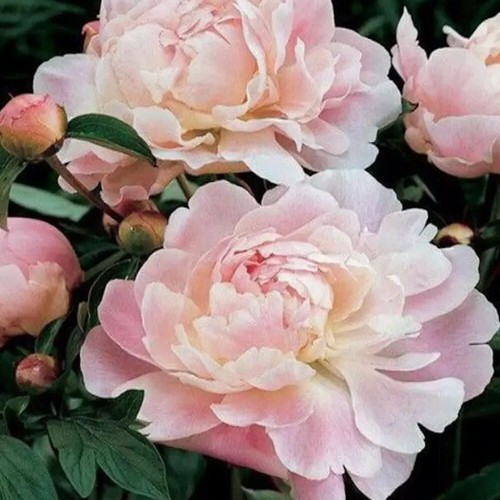 Persistent in all Seasons Garden Plant Flower Easy to Plant Peony S-e-eds Garden - Picture 10 of 12