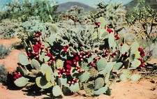 Prickly Pear Cactus Sonora Desert AZ Arizona Oracle Junction Vtg Postcard Z5