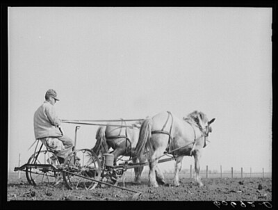 8'' x 10'' 1940 Photo Using two-row horse-drawn corn planter. Grundy County