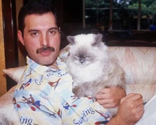 Freddie Mercury Queen  Cat  Sexy 8x10 Celebrity Photo Print  837221.
