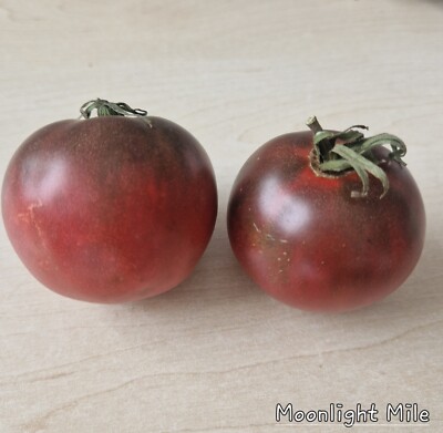 Tomate Moonlight Mile (Dwarf) 10 Samen