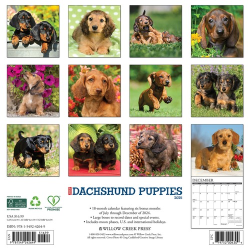 Dachshund Puppies 2025 12" x 12" Wall Calendar (free shipping) - Picture 2 of 5