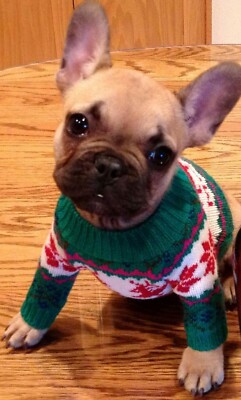 Ugly Christmas Sweater for Dog or Wine Holiday Bottle Topper