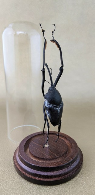 Collectibles Touka Rinnne 凛音とうか Photo Book Ray Japan Jav Contemporary 1940 Now