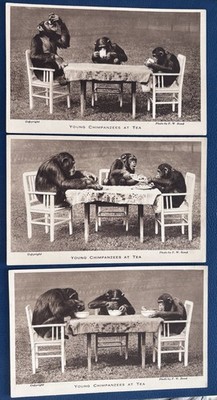 JUNGE SCHIMPANSEN IM TEE 3 Postkarten Vintage London Zoo von F. W. Bond 1930