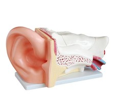 Ajanta Export New Style Giant Ear Model
